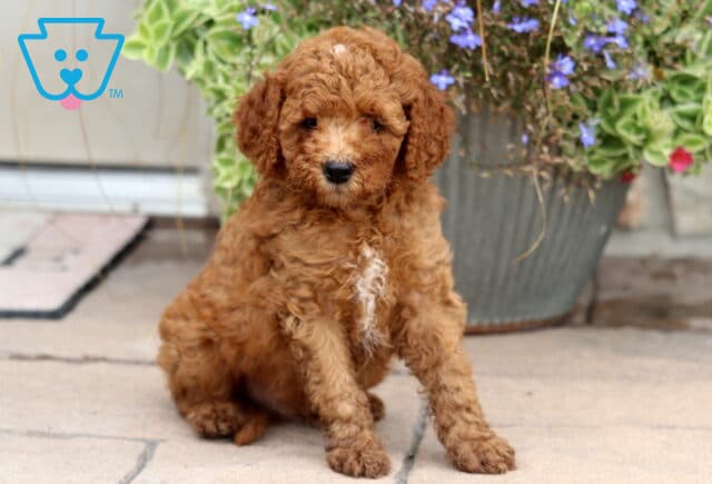 Monty Cockapoo image