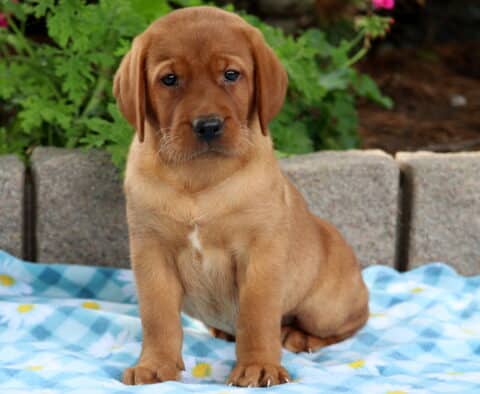 Fox red Labrador puppy sitting on a blue daisy blanket with a small white marking on its chest, looking sweet and attentive.