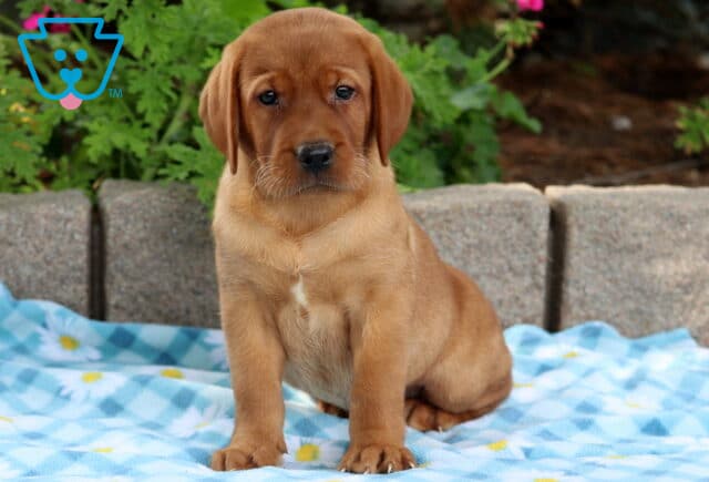 Fox red Labrador puppy sitting on a blue daisy blanket with a small white marking on its chest, looking sweet and attentive. image