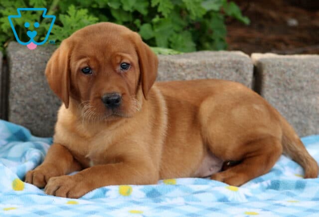 Fox red Labrador puppy lying on a blue daisy-patterned blanket, looking curious with soft brown eyes. image
