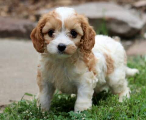Muffin Cavapoo
