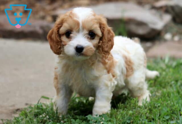 Muffin Cavapoo image