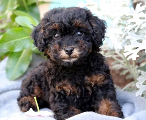 Muffin Mini Poodle