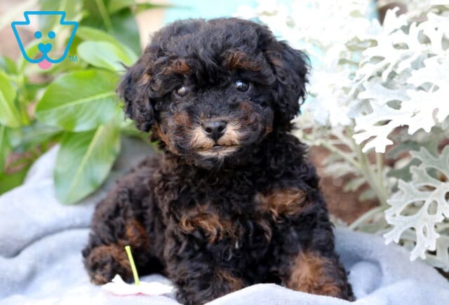 Muffin Mini Poodle image