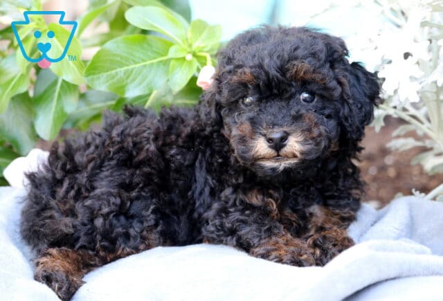 Muffin Mini Poodle2 image