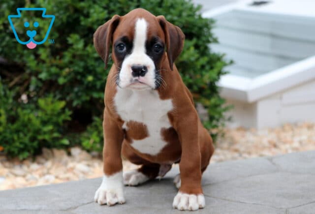 Boxer puppy with a white blaze, dark eye patches, and white paws sitting on a stone patio in front of green bushes. image