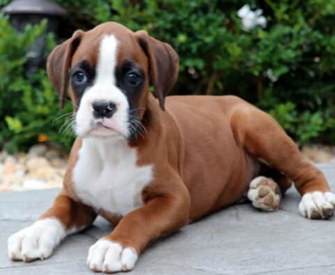 Boxer puppy with a white blaze and chest lying down on a stone patio, front paws stretched out and greenery in the background.