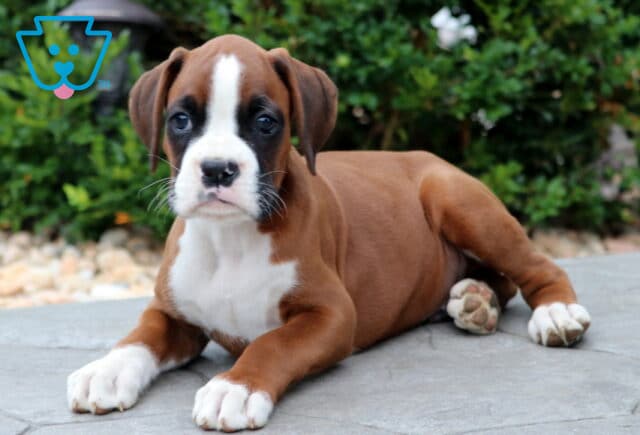 Boxer puppy with a white blaze and chest lying down on a stone patio, front paws stretched out and greenery in the background. image