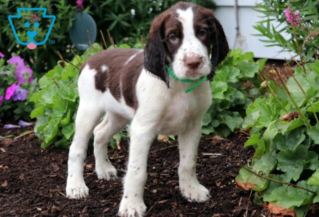 Adorable English Springer Spaniel puppy with a brown and white coat and a green collar, standing on garden soil with lush greenery and purple flowers in the background. image