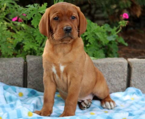 Fox red Labrador Retriever puppy sitting on a blue daisy-patterned blanket, showing a small white patch on its chest.