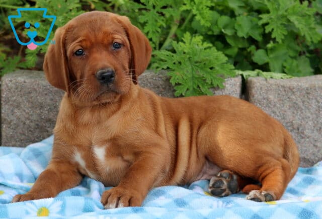 Fox red Lab puppy resting on a blue checkered blanket, showing a white chest patch and gentle dark eyes. image
