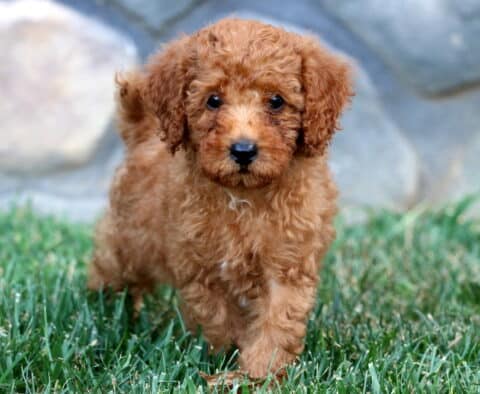 Nala Mini Poodle