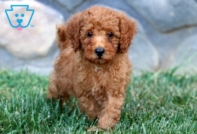 Playful apricot Mini Poodle puppy walking through the grass with a sweet face and curly fur. image