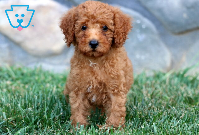 Adorable apricot Mini Poodle puppy standing on green grass with a curious expression and fluffy curly coat. image
