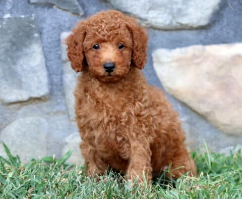 Nashville Mini Poodle