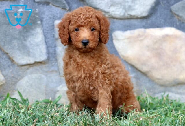 Charming apricot Mini Poodle puppy sitting in the grass with neatly curled fur and an attentive gaze. image