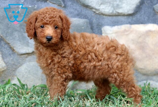 Side profile of an apricot Mini Poodle puppy standing on green grass with a soft, curly coat and gentle eyes. image