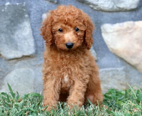 Adorable apricot Mini Poodle puppy sitting on grass with a fluffy coat and bright, curious eyes.