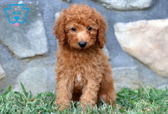 Adorable apricot Mini Poodle puppy sitting on grass with a fluffy coat and bright, curious eyes. image