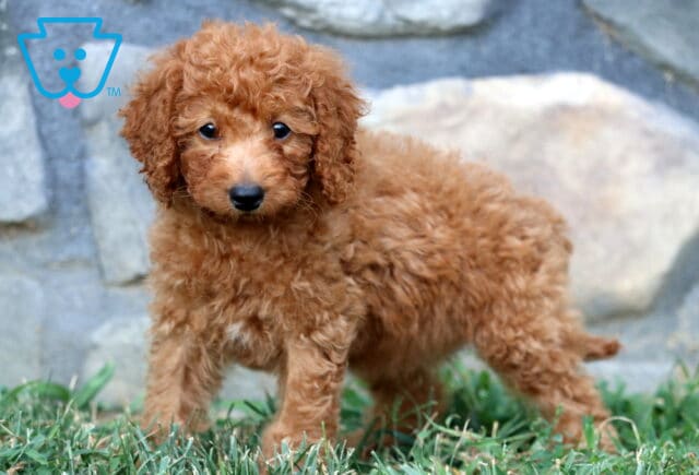 Curious apricot Mini Poodle puppy standing on green grass with a fluffy, curly coat and soft gaze. image
