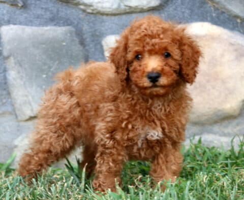 Nick Mini Poodle