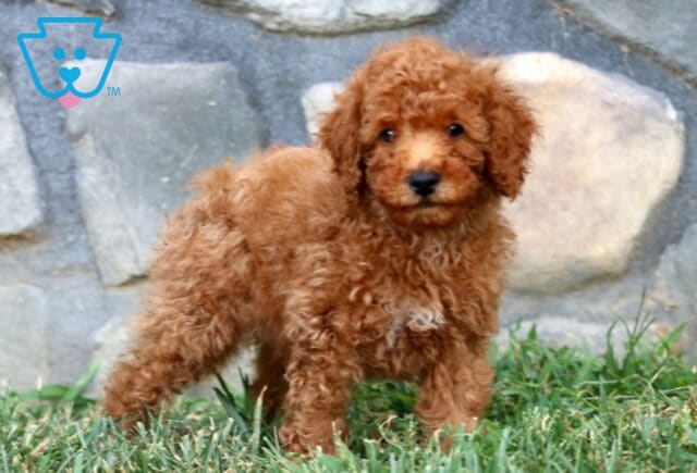 Adorable apricot Mini Poodle puppy standing sideways on green grass with a soft, curly coat. image