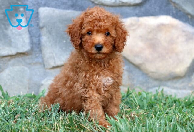 Sweet apricot Mini Poodle puppy sitting on grass with a tiny white patch on its chest and a soft, curly coat. image
