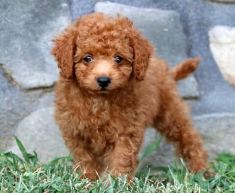 Playful apricot Mini Poodle puppy stepping forward on green grass with a wagging tail and curly fur.