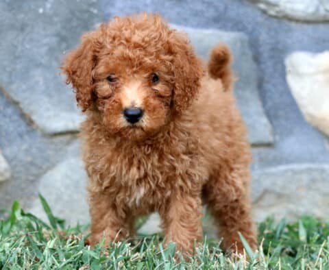 Nori Mini Poodle