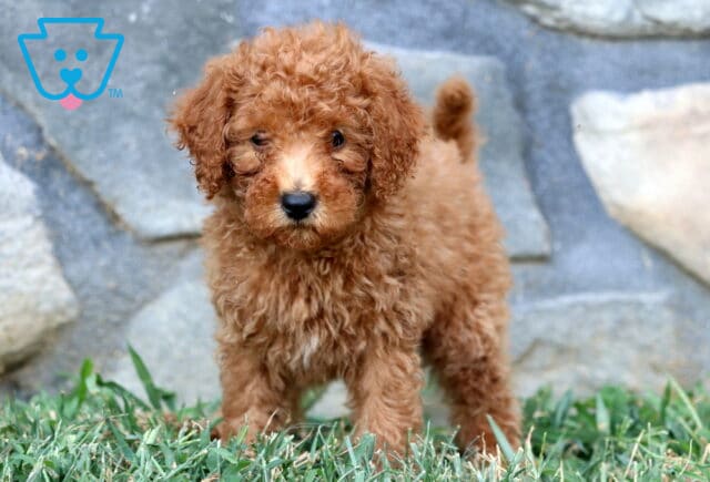 Curly-coated apricot Mini Poodle puppy standing alert on the grass in front of a stone wall. image