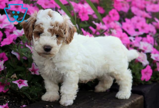 Oakley Mini Poodle image
