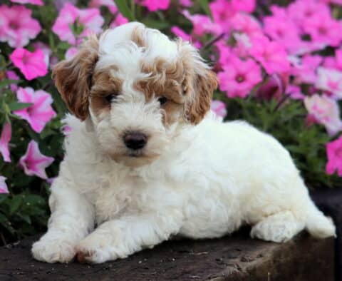 Oakley Mini Poodle2