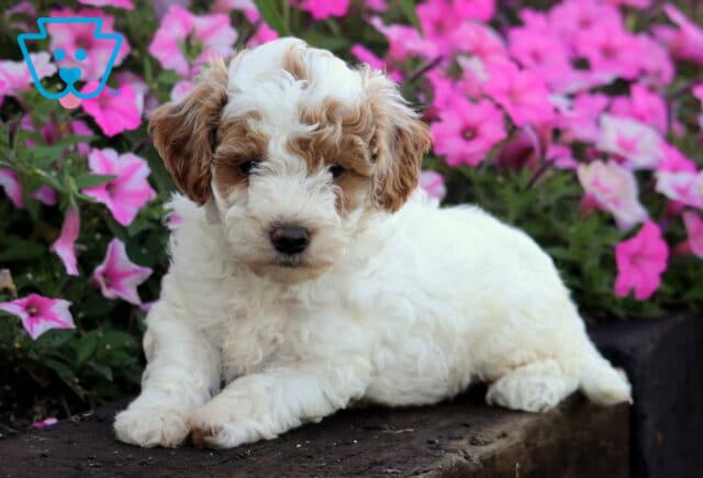 Oakley Mini Poodle2 image