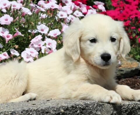 Oats Golden2