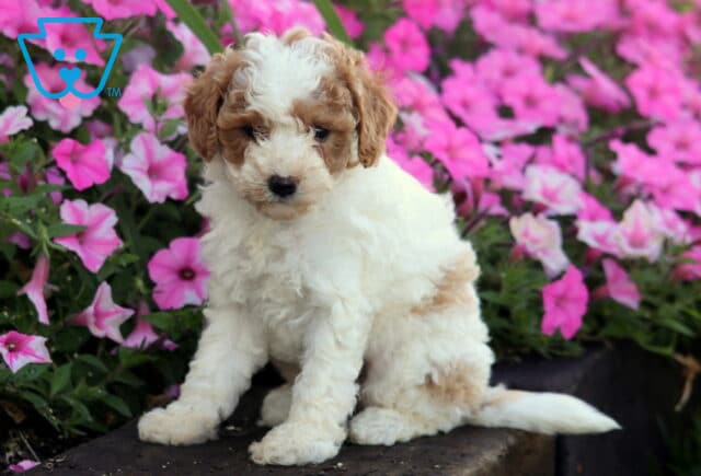 Ocean Mini Poodle image