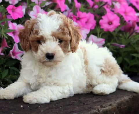 Ocean Mini Poodle2