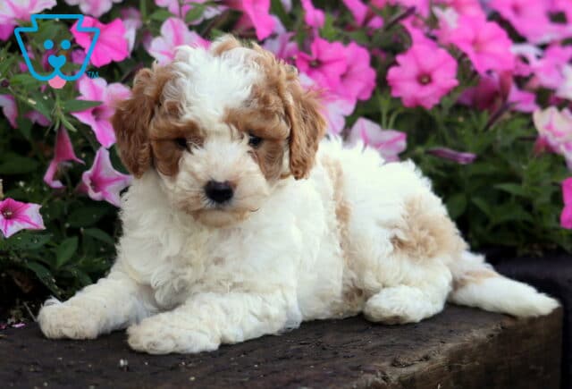 Ocean Mini Poodle2 image