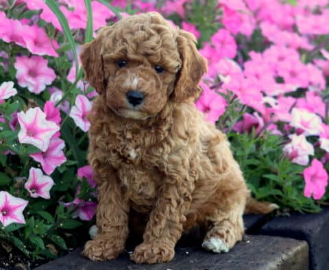 Olena Mini Poodle