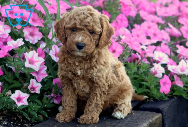 Olena Mini Poodle image
