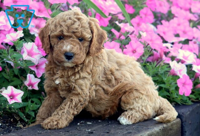 Olena Mini Poodle2 image
