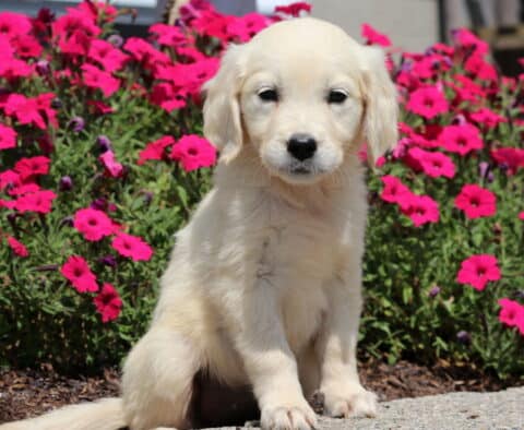 Olive Golden