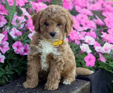 Olivia Mini Poodl