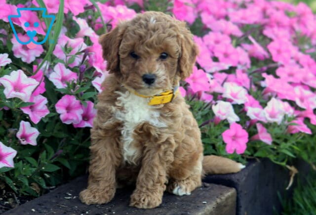 Olivia Mini Poodl image