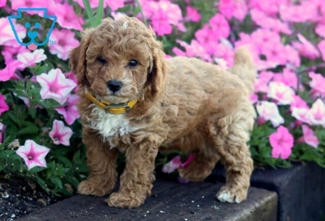 Olivia Mini Poodl2 image