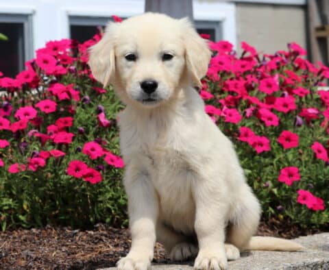 Otis Golden