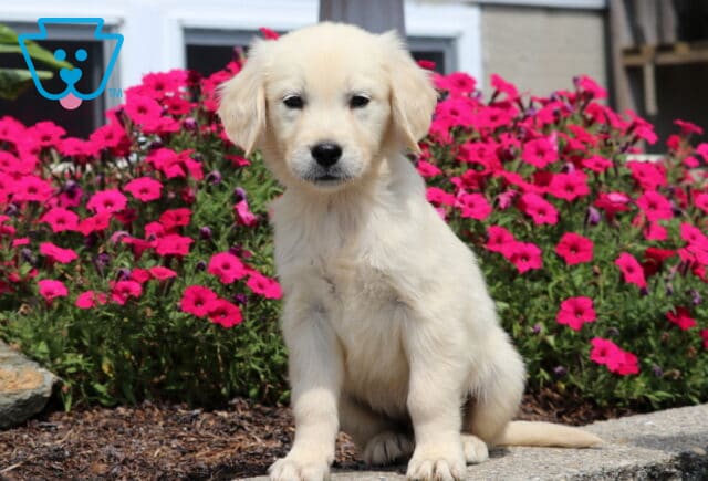 Otis Golden image