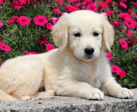 Ozzy Golden2