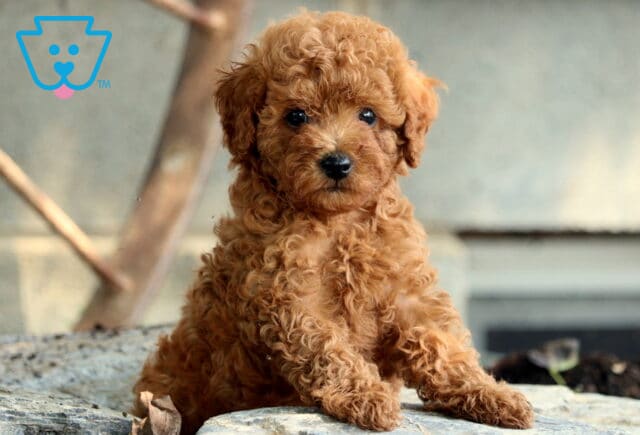 Paddington Mini Poodle image