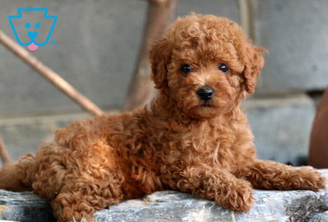 Paddington Mini Poodle2 image