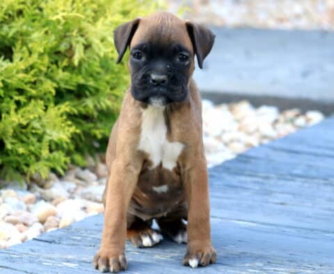 Panther Boxer